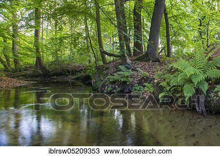 Stock Image - Forest brook, Visbek, Lower Saxony, Germany, Europe. Fotosearch