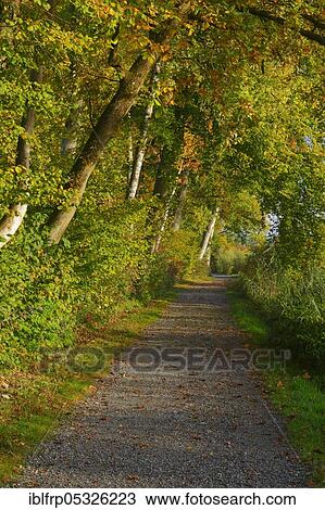 Stock Image - Forest path at the Pfäffikersee, Switzerland, Europe. Fotosearch