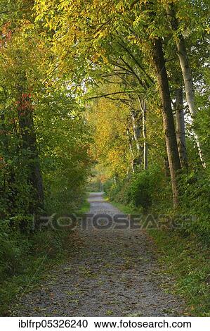 Stock Image - Forest path at the Pfäffikersee, Switzerland, Europe. Fotosearch