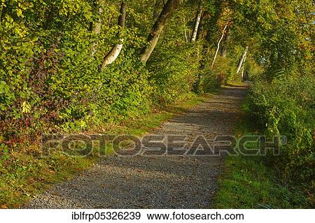 Forest path at the Pfäffikersee, Switzerland, Europe View Large Photo Image Stock Photo - Forest path at the Pfäffikersee, Switzerland, Europe. Fotosearch