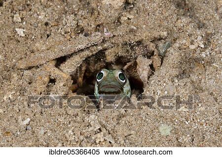 Stock Photography - Fountain darter jawfish, Opistognathus sp., Russell Islands, Solomon Islands, Oceania. Fotosearch