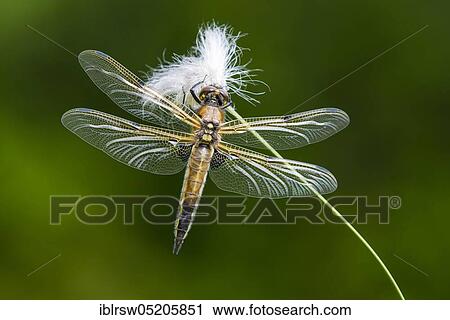 Stock Image - Four-spotted chaser (Libellula quadrimaculata) Goldenstedter Moor, Lower Saxony, Germany, Europe. Fotosearch