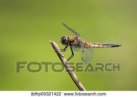 Stock Image - Four-spotted chaserige Libellula ( Libellula quadrimaculata), Switzerland, Europe. Fotosearch