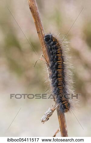 Fox moth (Macrothylacia rubi), caterpillar, NSG Lüneburger Heide, Lower Saxony, Germany, Europe View Large Photo Image Stock Photo - Fox moth (Macrothylacia rubi), caterpillar, NSG Lüneburger Heide, Lower Saxony, Germany, Europe. Fotosearch