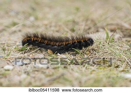 Stock Photo - Fox moth (Macrothylacia rubi), caterpillar, NSG Lüneburger Heide, Lower Saxony, Germany, Europe. Fotosearch