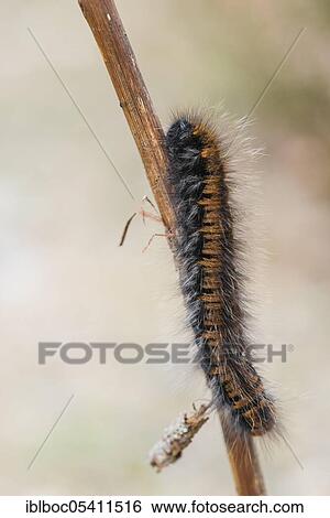 Fox moth (Macrothylacia rubi), caterpillar, NSG Lüneburger Heide, Lower Saxony, Germany, Europe View Large Photo Image Stock Photograph - Fox moth (Macrothylacia rubi), caterpillar, NSG Lüneburger Heide, Lower Saxony, Germany, Europe. Fotosearch