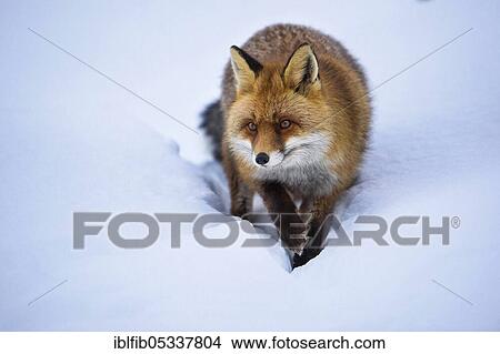 Picture - Fox (Vulpes vulpes), Gran Paradiso NP, Italy, Europe. Fotosearch