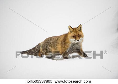 Fox (Vulpes vulpes), Gran Paradiso NP, Italy, Europe View Large Photo Image Stock Photography - Fox (Vulpes vulpes), Gran Paradiso NP, Italy, Europe. Fotosearch