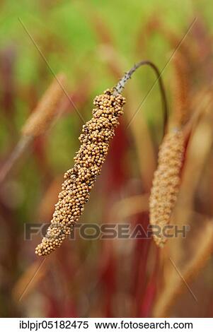 Stock Photography - Foxtail millet (Setaria italica), Variety Fall Fire, Sorghum, Millet. Fotosearch