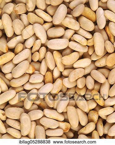 Stock Photo - French bean, green bean, Common beans (phaseolus vulgaris). Fotosearch