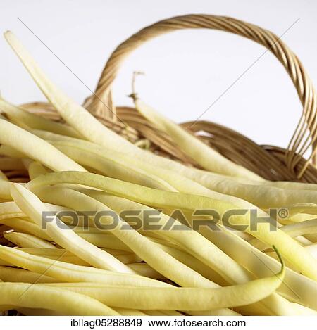 French bean, green bean, Common beans (phaseolus vulgaris) View Large Photo Image Stock Photo - French bean, green bean, Common beans (phaseolus vulgaris). Fotosearch