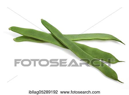 French Bean, Green Bean, Green Bean (phaseolus vulgaris), Butterfly Bean, French Bean called Coco Plat, Vegetable Freisteller View Large Photo Image Stock Image - French Bean, Green Bean, Green Bean (phaseolus vulgaris), Butterfly Bean, French Bean called Coco Plat, Vegetable Freisteller. Fotosearch