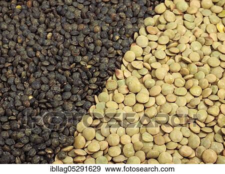 French green Puy lentils (lens esculenta) and blond lentils from St Flour View Large Photo Image Stock Photo - French green Puy lentils (lens esculenta) and blond lentils from St Flour. Fotosearch