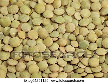 French lentils (lens esculenta), St. flour Blonde lentils View Large Photo Image Stock Photo - French lentils (lens esculenta), St. flour Blonde lentils. Fotosearch