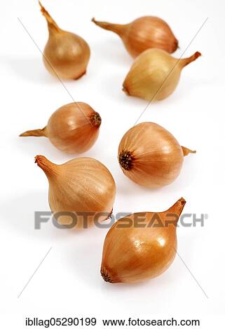 French onion (allium cepa) named grelot, vegetable against white background View Large Photo Image Stock Photo - French onion (allium cepa) named grelot, vegetable against white background. Fotosearch