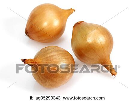 French onions (allium cepa) called grelot against white background View Large Photo Image Stock Image - French onions (allium cepa) called grelot against white background. Fotosearch