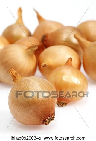 French onions (allium cepa) called grelot against white background View Large Photo Image Stock Photography - French onions (allium cepa) called grelot against white background. Fotosearch