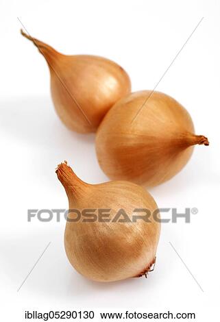 French onions (allium cepa) named Grelot against white background View Large Photo Image Stock Image - French onions (allium cepa) named Grelot against white background. Fotosearch