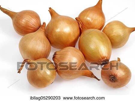 French onions (allium cepa) named Grelot against white background View Large Photo Image Stock Image - French onions (allium cepa) named Grelot against white background. Fotosearch
