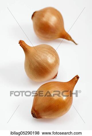 French onions (allium cepa) named Grelot against white background View Large Photo Image Stock Photo - French onions (allium cepa) named Grelot against white background. Fotosearch