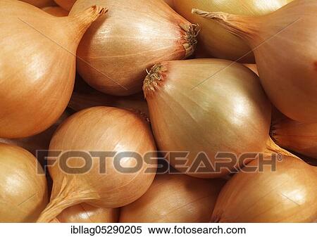 French onions (allium cepa) named Grelot against white background View Large Photo Image Stock Photography - French onions (allium cepa) named Grelot against white background. Fotosearch