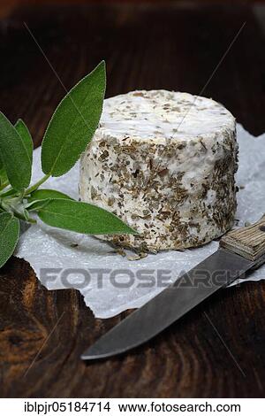 Picture - French soft cheese with dried sage, variety Saint Jacques suck, herb crust. Fotosearch
