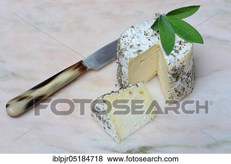 French soft cheese with dried sage, variety Saint Jacques saugen, cut View Large Photo Image Stock Photo - French soft cheese with dried sage, variety Saint Jacques saugen, cut. Fotosearch