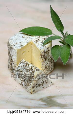 Stock Photograph - French soft cheese with dried sage, variety Saint Jacques saugen, cut. Fotosearch