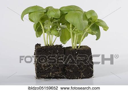 Fresh basil leaves (Ocimum basilicum) View Large Photo Image Stock Image - Fresh basil leaves (Ocimum basilicum). Fotosearch