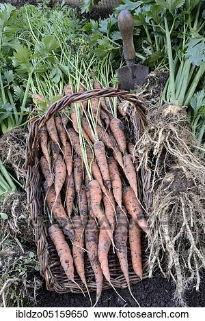 Freshly harvested carrots, carrot, carrots, carrot, carrot, turnip, turnip (Daucus carota), carrot, basket View Large Photo Image Stock Image - Freshly harvested carrots, carrot, carrots, carrot, carrot, turnip, turnip (Daucus carota), carrot, basket. Fotosearch