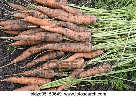 Freshly harvested carrots, carrot, carrots, carrot, carrot, turnip, turnip (Daucus carota), carrot View Large Photo Image Stock Photo - Freshly harvested carrots, carrot, carrots, carrot, carrot, turnip, turnip (Daucus carota), carrot. Fotosearch