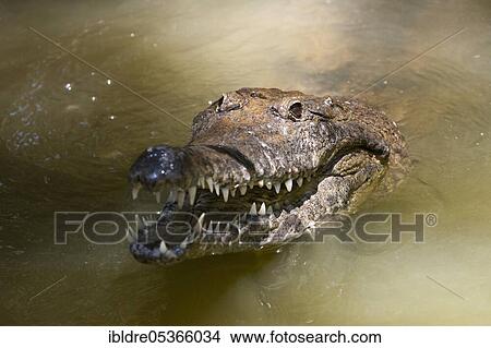 Freshwater crocodile (Crocodylus) johnstoni, Queensland, Australia, Oceania View Large Photo Image Picture - Freshwater crocodile (Crocodylus) johnstoni, Queensland, Australia, Oceania. Fotosearch