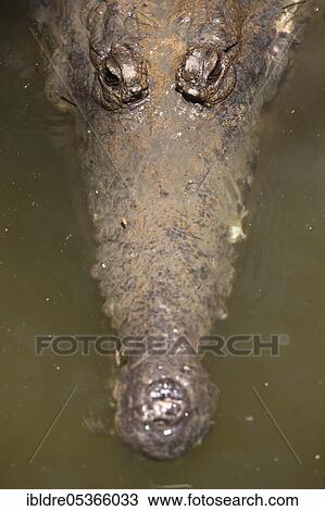 Freshwater crocodile (Crocodylus) johnstoni, Queensland, Australia, Oceania View Large Photo Image Stock Image - Freshwater crocodile (Crocodylus) johnstoni, Queensland, Australia, Oceania. Fotosearch