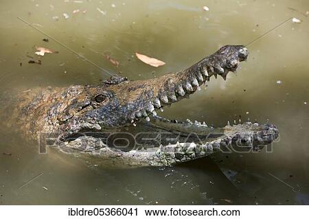 Freshwater crocodile (Crocodylus) johnstoni, Queensland, Australia, Oceania View Large Photo Image Stock Image - Freshwater crocodile (Crocodylus) johnstoni, Queensland, Australia, Oceania. Fotosearch
