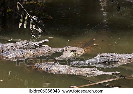 Freshwater crocodile (Crocodylus) johnstoni, Queensland, Australia, Oceania View Large Photo Image Stock Image - Freshwater crocodile (Crocodylus) johnstoni, Queensland, Australia, Oceania. Fotosearch