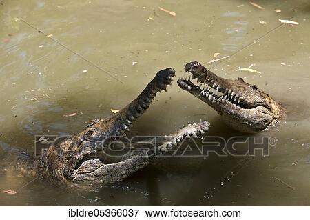 Stock Photo - Freshwater crocodile (Crocodylus) johnstoni, Queensland, Australia, Oceania. Fotosearch