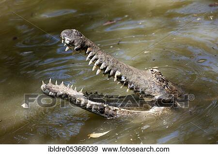 Freshwater crocodile (Crocodylus) johnstoni, Queensland, Australia, Oceania View Large Photo Image Stock Photo - Freshwater crocodile (Crocodylus) johnstoni, Queensland, Australia, Oceania. Fotosearch