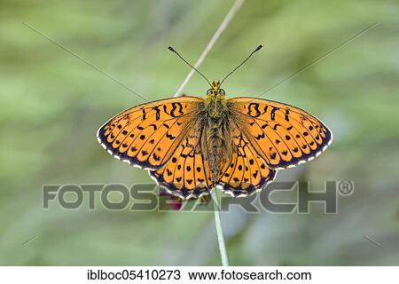 Fringe spotted pearl butterfly, Istria (Brenthis hecate), Croatia, Europe View Large Photo Image Stock Image - Fringe spotted pearl butterfly, Istria (Brenthis hecate), Croatia, Europe. Fotosearch
