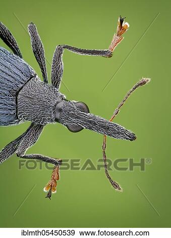 Stock Photo - Front body of a weevil (Oxystoma ochropus) in dorsal view. Fotosearch