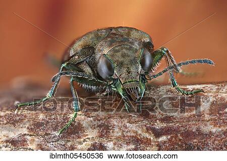 Stock Photograph - Frontal view of a bank (Elaphrus riparius) on a branch. Fotosearch