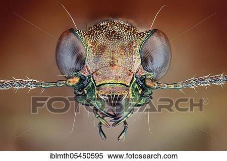 Frontal view of a Rasch beetle (Elaphrus riparius) with shiny metallic chitin armour View Large Photo Image Stock Photography - Frontal view of a Rasch beetle (Elaphrus riparius) with shiny metallic chitin armour. Fotosearch