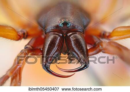 Frontal view of a spider (Dysdera crocata) with large jaw claws View Large Photo Image Stock Photo - Frontal view of a spider (Dysdera crocata) with large jaw claws. Fotosearch