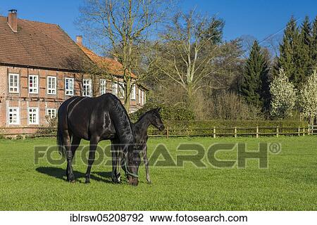 Füchteler Wald, Gut Füchtel, Oldenburger Münsterland, Vechta, Lower Saxony, Germany, Europe View Large Photo Image Stock Image - Füchteler Wald, Gut Füchtel, Oldenburger Münsterland, Vechta, Lower Saxony, Germany, Europe. Fotosearch