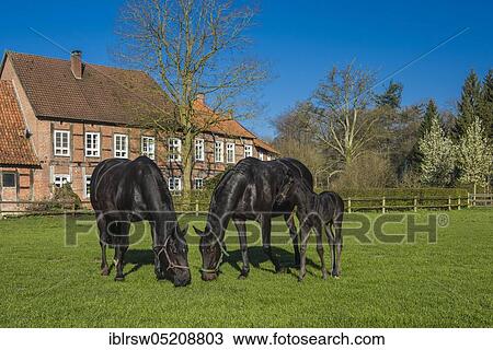 Füchteler Wald, Gut Füchtel, Oldenburger Münsterland, Vechta, Lower Saxony, Germany, Europe View Large Photo Image Stock Image - Füchteler Wald, Gut Füchtel, Oldenburger Münsterland, Vechta, Lower Saxony, Germany, Europe. Fotosearch