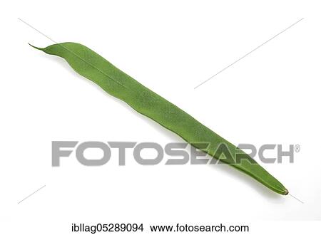 Garden bean, Green bean, Green bean (phaseolus vulgaris), Papilionaceous plant, Freely grown bean View Large Photo Image Picture - Garden bean, Green bean, Green bean (phaseolus vulgaris), Papilionaceous plant, Freely grown bean. Fotosearch