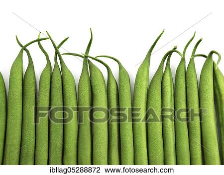 Garden bean, Green bean, Green bean (phaseolus vulgaris), Papilionaceous plant, Freely grown bean View Large Photo Image Stock Image - Garden bean, Green bean, Green bean (phaseolus vulgaris), Papilionaceous plant, Freely grown bean. Fotosearch