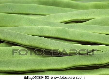 Stock Image - Garden Bean, Green Bean, Green Bean (phaseolus vulgaris), Butterfly Bean, French Bean called Coco Plat. Fotosearch