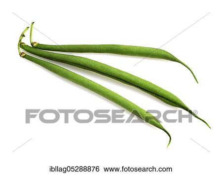 Garden bean, Green bean, Green bean (phaseolus vulgaris), Papilionaceous plant, Freely grown bean View Large Photo Image Stock Photograph - Garden bean, Green bean, Green bean (phaseolus vulgaris), Papilionaceous plant, Freely grown bean. Fotosearch