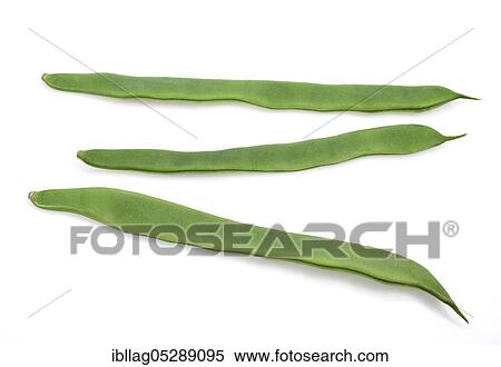 Garden bean, Green bean, Green bean (phaseolus vulgaris), Papilionaceous plant, Freely grown bean View Large Photo Image Stock Photography - Garden bean, Green bean, Green bean (phaseolus vulgaris), Papilionaceous plant, Freely grown bean. Fotosearch