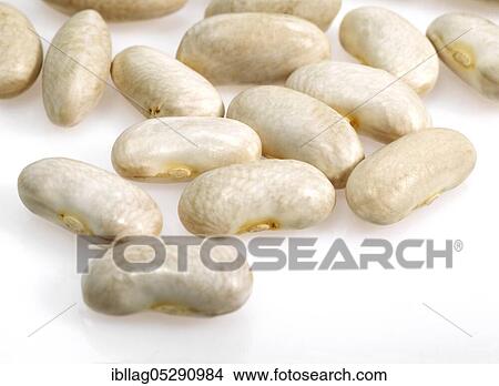 Garden Bean, Green Bean, Green Beans (phaseolus vulgaris), Butterfly Bean, French White Kidney Beans or Mogette From Vendee View Large Photo Image Picture - Garden Bean, Green Bean, Green Beans (phaseolus vulgaris), Butterfly Bean, French White Kidney Beans or Mogette From Vendee. Fotosearch